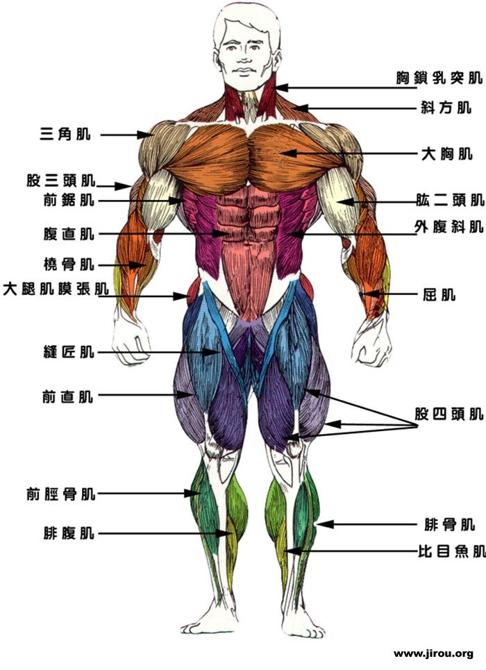 muscle